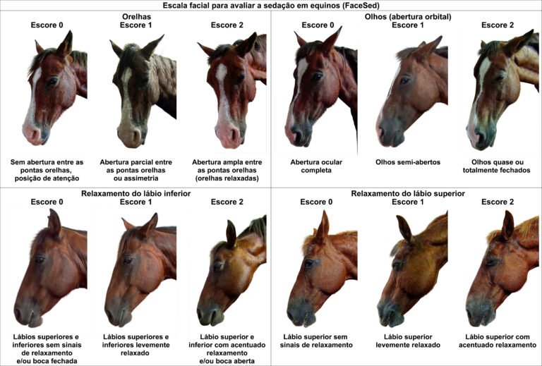 Como entender os sinais e o comportamento dos cavalos - Sanol Dog