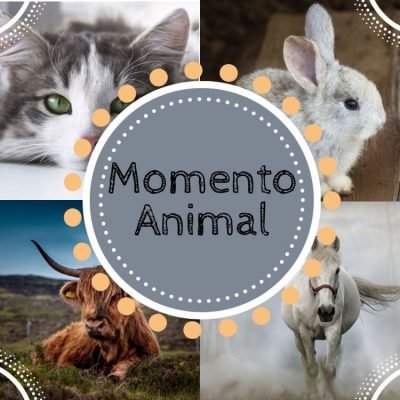 momento-animal-jpeg
