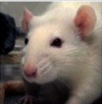 rato-orelha-0